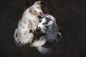 动物 宠物 狗 猫