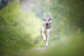动物 宠物 狗 猫