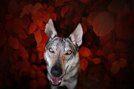 动物 宠物 狗 猫