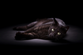 动物 宠物 狗 猫