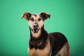 动物 宠物 狗 猫