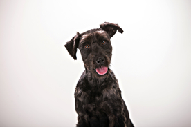 动物 宠物 狗 猫