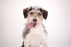 动物 宠物 狗 猫