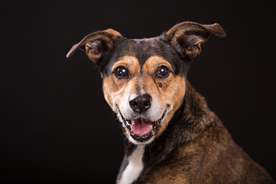 动物 宠物 狗 猫