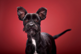 动物 宠物 狗 猫