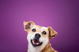 动物 宠物 狗 猫