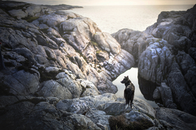 动物 宠物 狗 猫