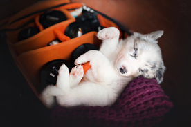 动物 宠物 狗 猫