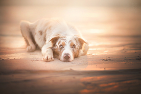 动物 宠物 狗 猫