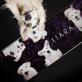 动物 宠物 狗 猫