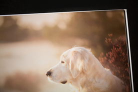 动物 宠物 狗 猫