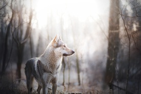 动物 宠物 狗 猫