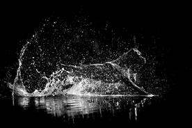 动物 宠物 狗 猫