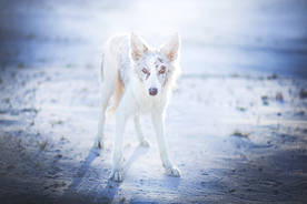 动物 宠物 狗 猫