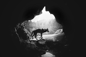 动物 宠物 狗 猫