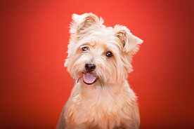 动物 宠物 狗 猫