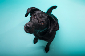 动物 宠物 狗 猫