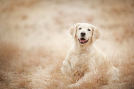 动物 宠物 狗 猫