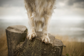 动物 宠物 狗 猫