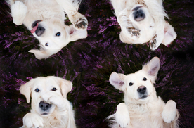 动物 宠物 狗 猫