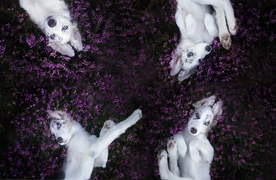 动物 宠物 狗 猫