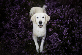 动物 宠物 狗 猫