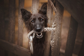 动物 宠物 狗 猫