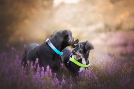 动物 宠物 狗 猫