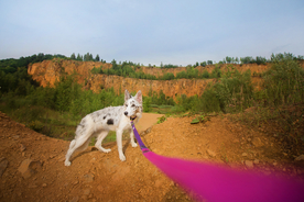 动物 宠物 狗 猫