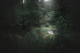 动物 宠物 狗 猫