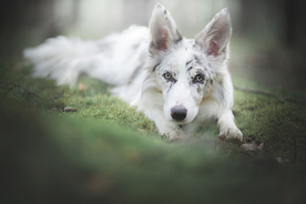 动物 宠物 狗 猫