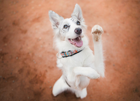 动物 宠物 狗 猫