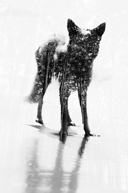 动物 宠物 狗 猫