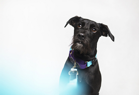 动物 宠物 狗 猫