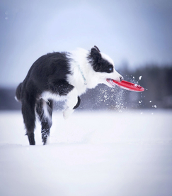 动物 宠物 狗 猫