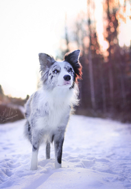动物 宠物 狗 猫