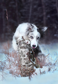 动物 宠物 狗 猫