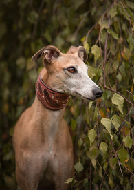 动物 宠物 狗 猫