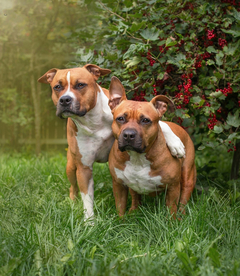 动物 宠物 狗 猫