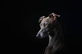 动物 宠物 狗 猫