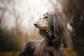 动物 宠物 狗 猫
