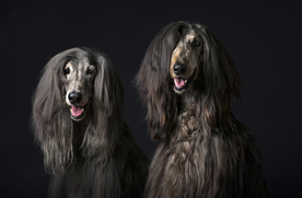 动物 宠物 狗 猫