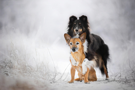 动物 宠物 狗 猫