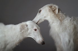 动物 宠物 狗 猫