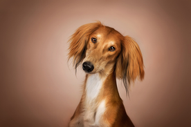 动物 宠物 狗 猫