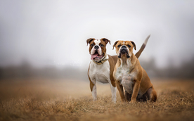 动物 宠物 狗 猫