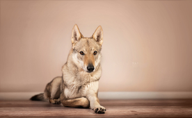 动物 宠物 狗 猫