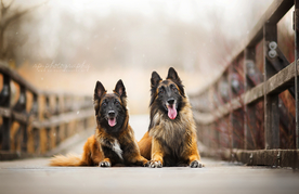 动物 宠物 狗 猫