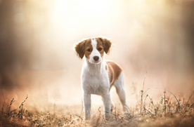 动物 宠物 狗 猫