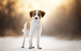 动物 宠物 狗 猫